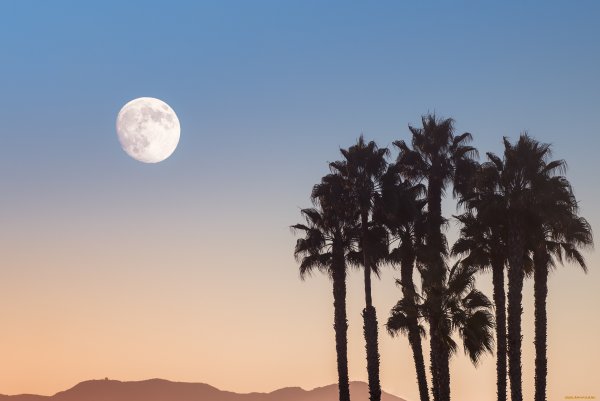 Ночь пустыня пальмы