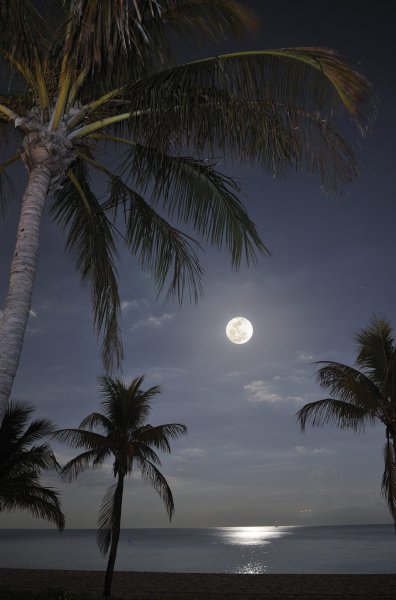 Пальмы ночью