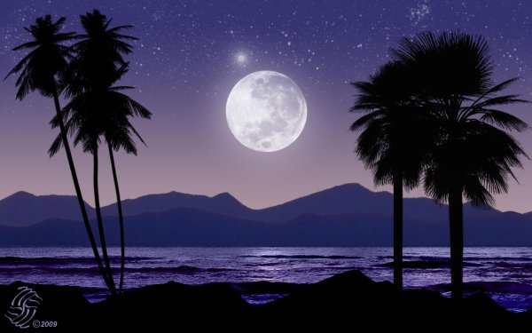 Пальма Луна ночь