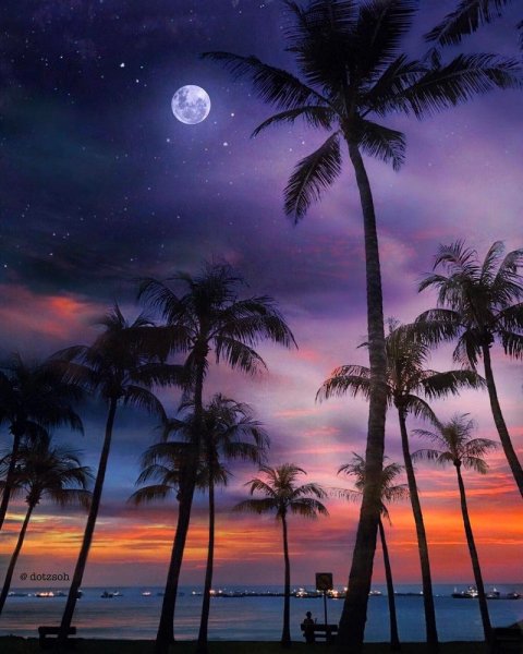 Ночное море с пальмами