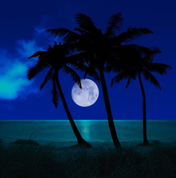 Ночь на море Луна пальмы