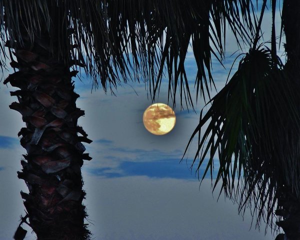 Луна Пальма