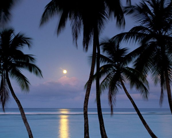 Ночное море с пальмами