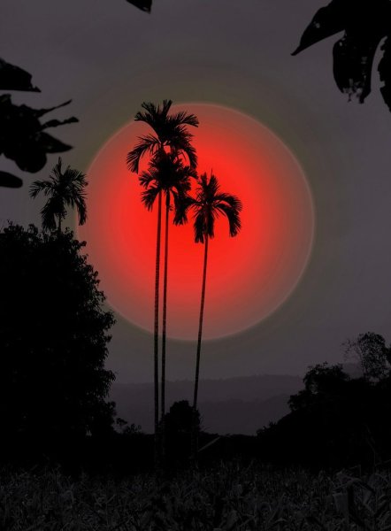 Пальмы ночью