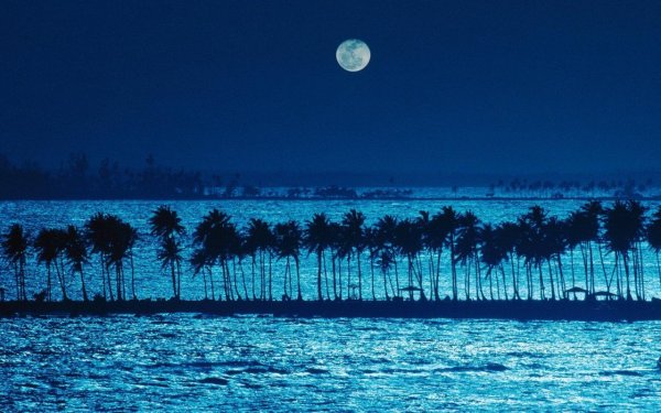 Ночь океан Луна пальмы