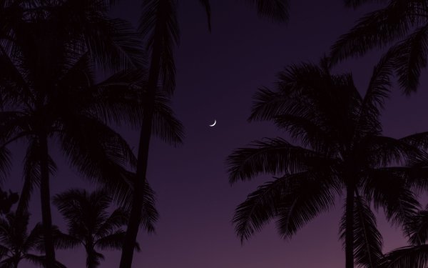 Пальмы темные