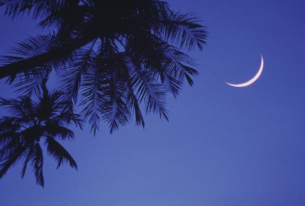 Пальма Луна слушать