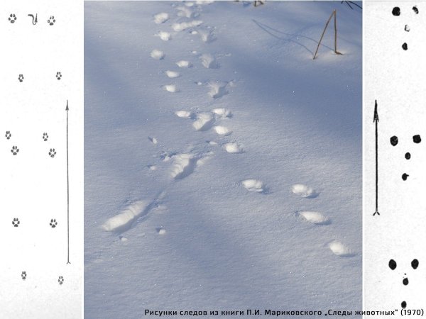 Следы лисы