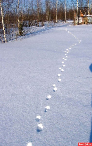 Зимний пейзаж. следы лисы на снегу