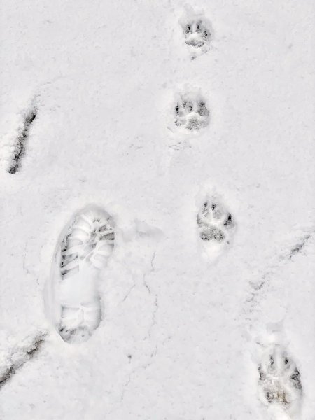 Лисьи следы на снегу