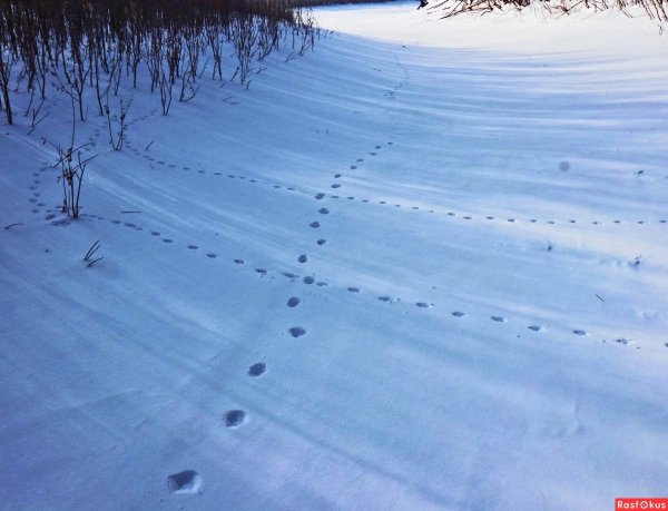 Лисьи следы