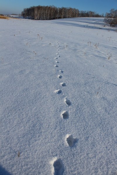 Лисьи следы