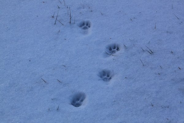 Следы лисы зимой