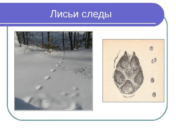 Лисьи следы