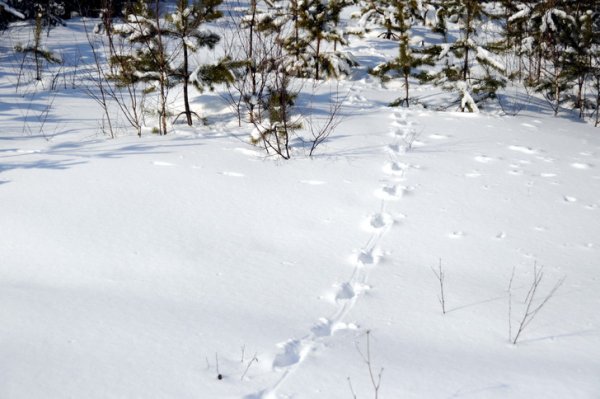 Следы лисы зимой