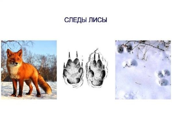 Следы волка и лисы на снегу