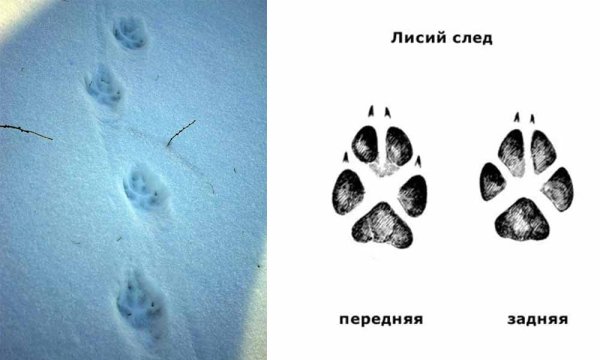 Следы собаки волка лисы