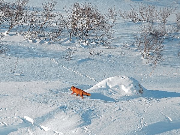 Следы лисы на снегу
