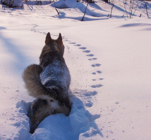 Следы зимой лисицы