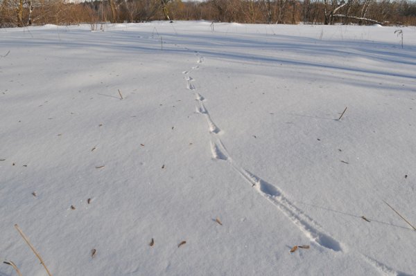 Следы лисы на снегу зимой