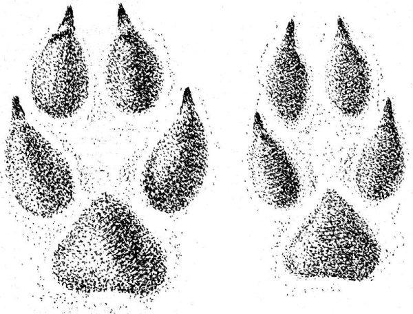 Следы лисы для детей
