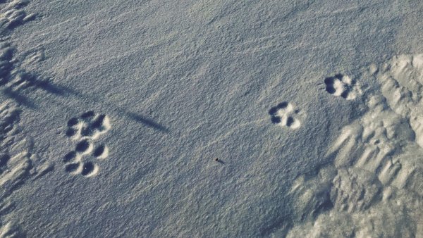 Следы лисы фото