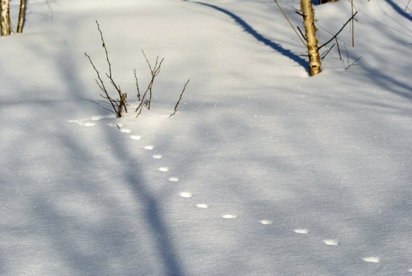 Следы лисы на снегу