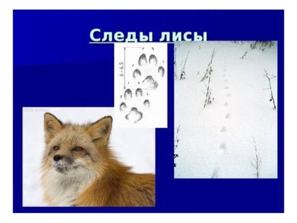 Лиса зимой следы