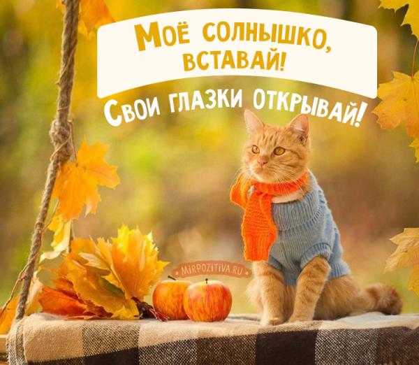 Осень и кот цитаты