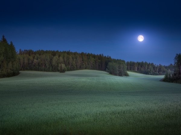 Опушка леса ночью