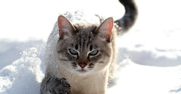 Аляскинский Сноу Кэт