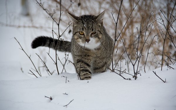 Кошки зимой