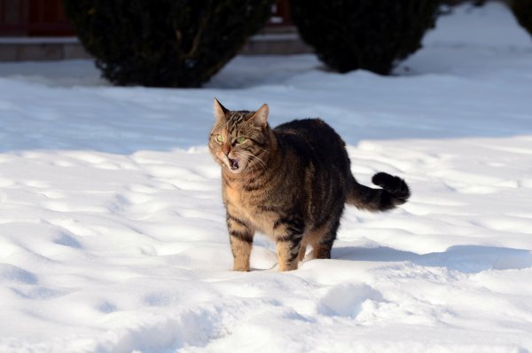 Полосатый кот зимой