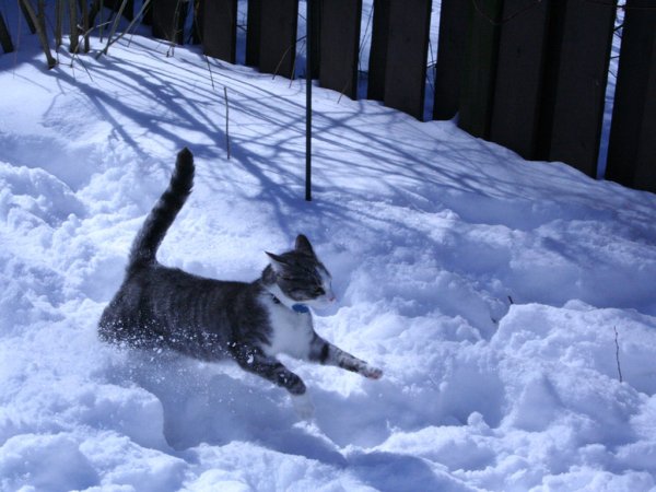 Кот бежит по снегу