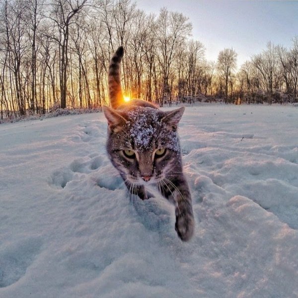 Кот в снегу