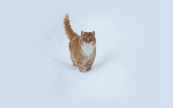 Кошка на фоне снега