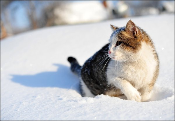 Довольный кот в снегу