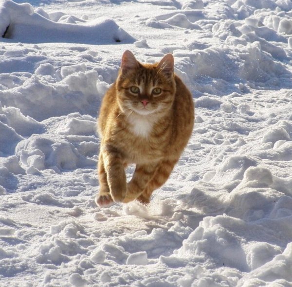 Рыжие коты на снегу