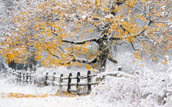 С началом зимы