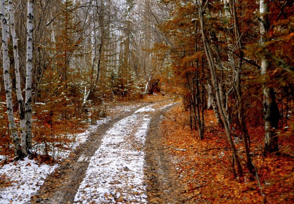 Поздняя осень фото природы