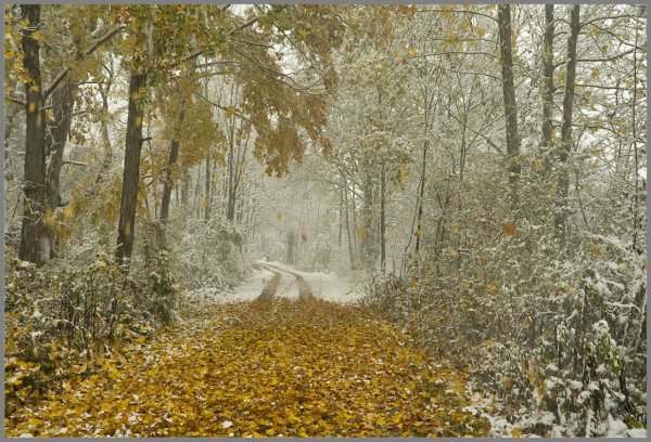 Первый снег в лесу