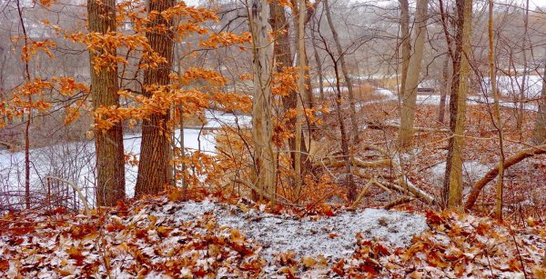 Осенний лес под снегом