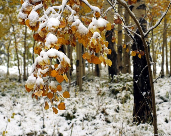 Поздняя осень ранняя зима