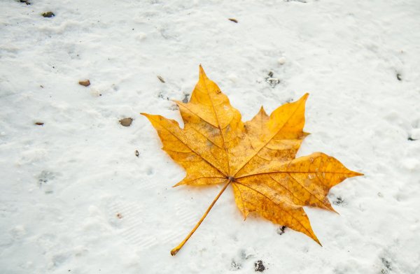 Кленовые листья в снегу