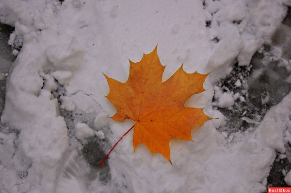 Лист клена и первый снег
