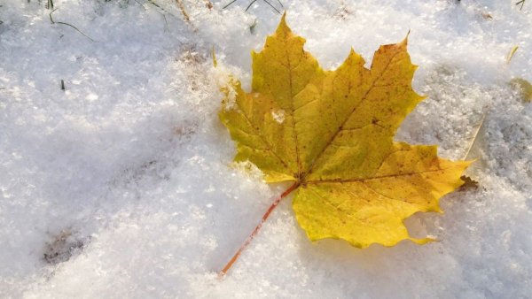 Осенние листья в снегу