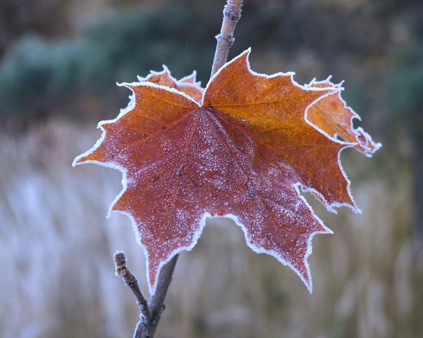 Листья в инее