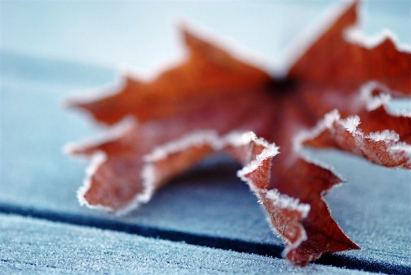 Кленовые листья в инее