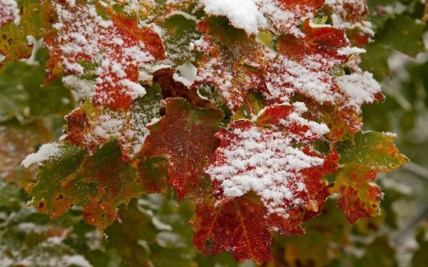 Первый снег на листьях