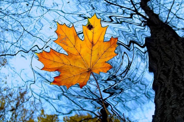 Опавшие кленовые листья